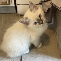 Chat loof sacré de birmanie #7