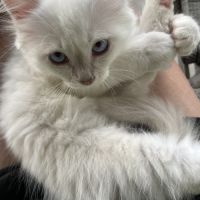 Chat loof sacré de birmanie #8