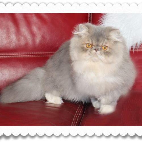 Magnifique persan #3