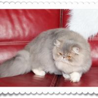 Magnifique persan #1