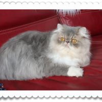 Magnifique persan #2