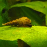 Escargots aquarium melanoides