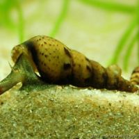 Escargots aquarium melanoides #2