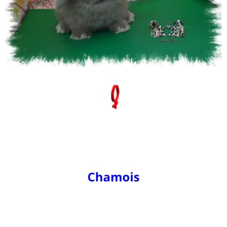 Magnifique lapin nain bélier minilop #3