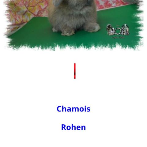 Magnifique lapin nain bélier minilop #4