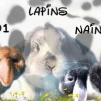 Magnifique lapin nain bélier minilop