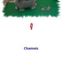 Magnifique lapin nain bélier minilop #3