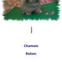 Magnifique lapin nain bélier minilop #4