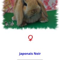 Magnifique lapin nain bélier minilop #5