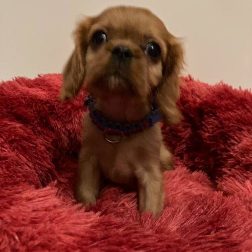 Superbes chiots cavalier king charles #2