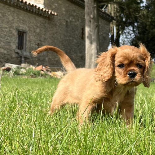 Superbes chiots cavalier king charles #3