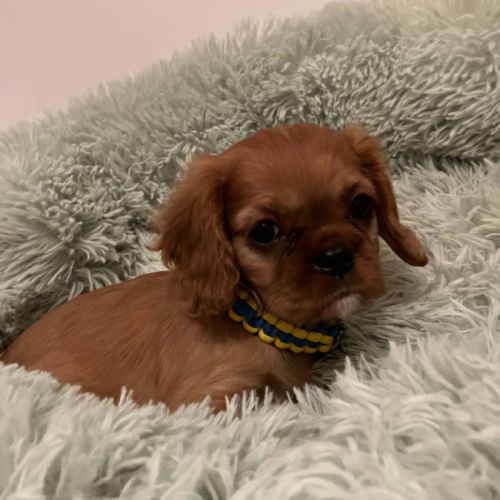 Superbes chiots cavalier king charles #5