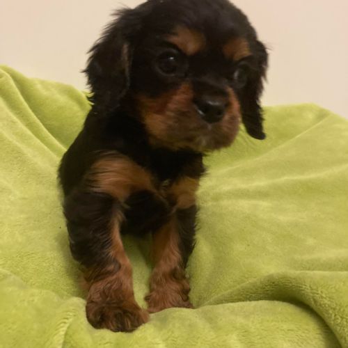 Superbes chiots cavalier king charles #7