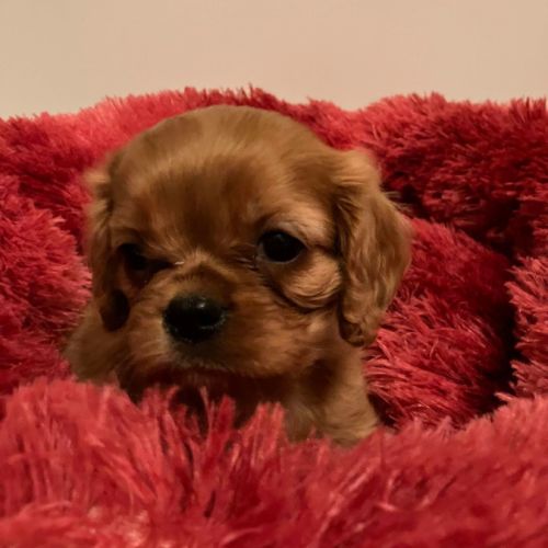 Superbes chiots cavalier king charles #8