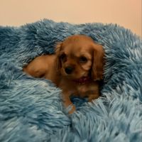 Superbes chiots cavalier king charles #1