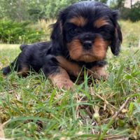 Superbes chiots cavalier king charles #4