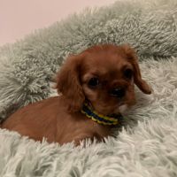 Superbes chiots cavalier king charles #5
