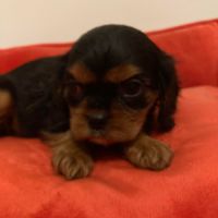 Superbes chiots cavalier king charles #6