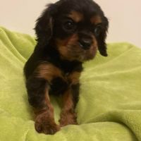 Superbes chiots cavalier king charles #7