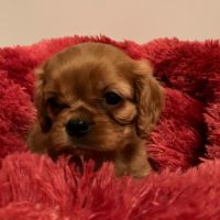 Superbes chiots cavalier king charles #8