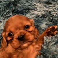 Superbes chiots cavalier king charles #9