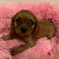 Superbes chiots cavalier king charles