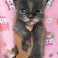 Chaton maine coon polydactyle femelle