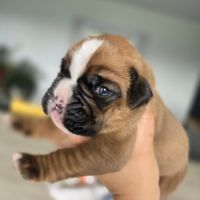 Chiots  boxer #2