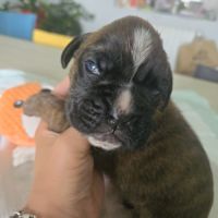 Chiots  boxer #7
