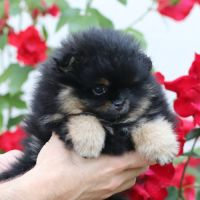 Femelle spitz nain pomeranian lof