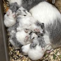 Bébé cochons d'inde