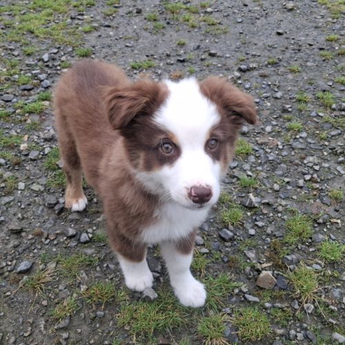 Chiots lof mini berger américain #3