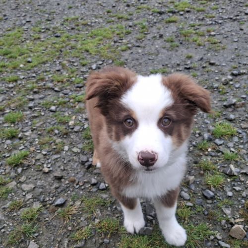 Chiots lof mini berger américain #4