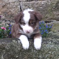 Chiots lof mini berger américain