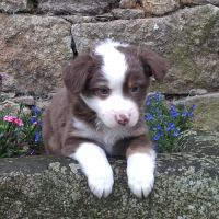 Chiots lof mini berger américain #2