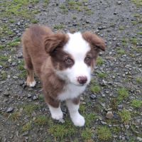 Chiots lof mini berger américain #3