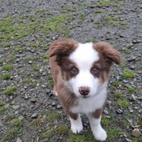 Chiots lof mini berger américain #4