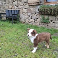 Chiots lof mini berger américain #5