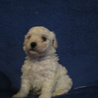Chiot bichon frisé