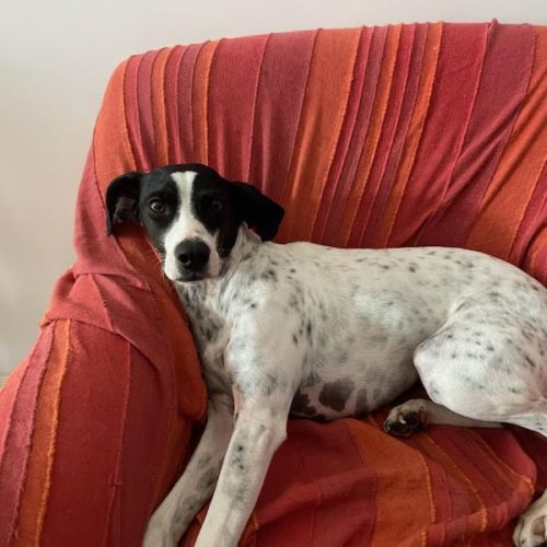 Croisée ratier et pointer