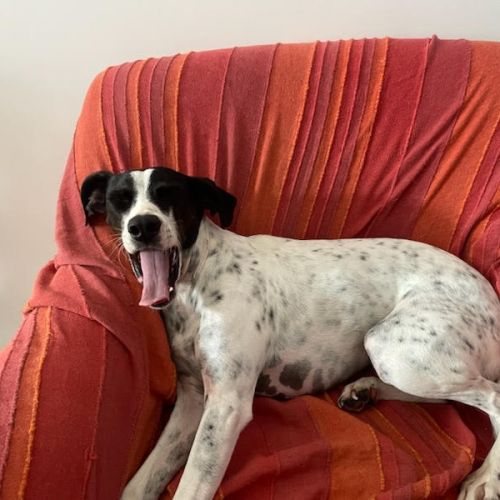 Croisée ratier et pointer #5