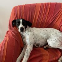 Croisée ratier et pointer #0