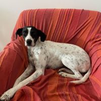 Croisée ratier et pointer #2