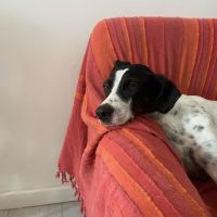 Croisée ratier et pointer #3