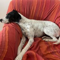 Croisée ratier et pointer #4