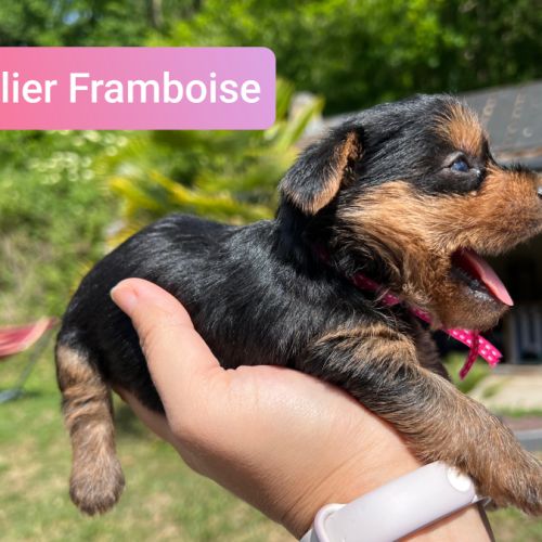 Chiots yorkshire terrier taille standard #2
