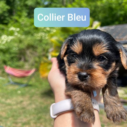 Chiots yorkshire terrier taille standard #4