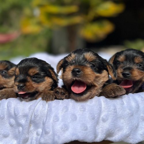 Chiots yorkshire terrier taille standard #5