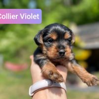 Chiots yorkshire terrier taille standard #0
