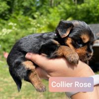 Chiots yorkshire terrier taille standard #3